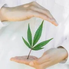cbd legislation france