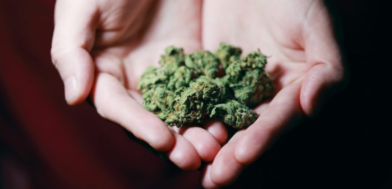 Cannabis thérapeutique : l&#039;opinion des Français enfin dévoilée !