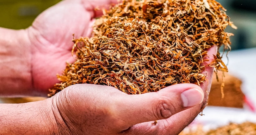 Faire pousser du tabac chez soi : Que dit la loi ?