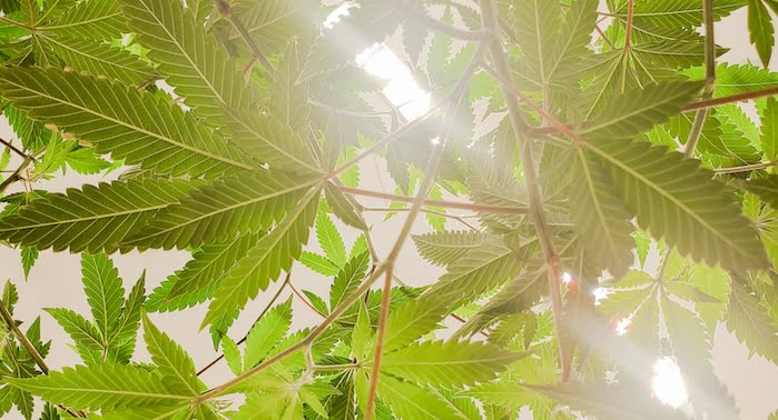 indoor or outdoor cbd, what's the difference? which to choose?