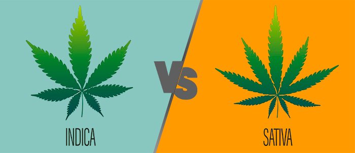 indica VS sativa: Understanding the difference