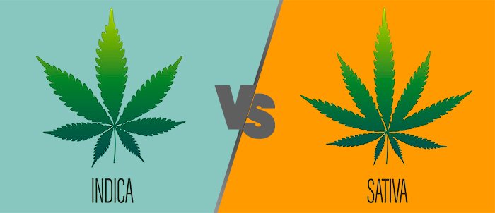 indica VS sativa : Comprendre la différence