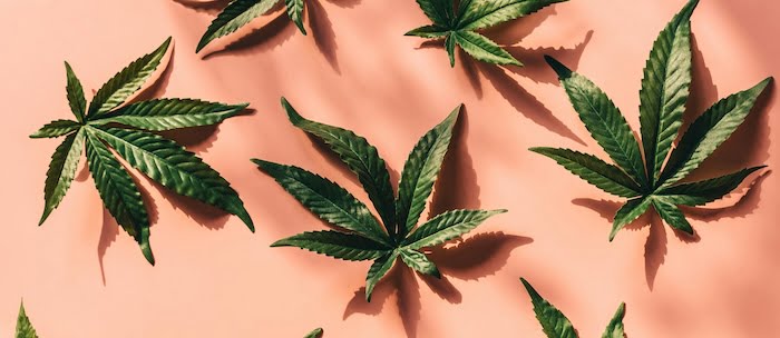 cbd: a plant with surprising effects