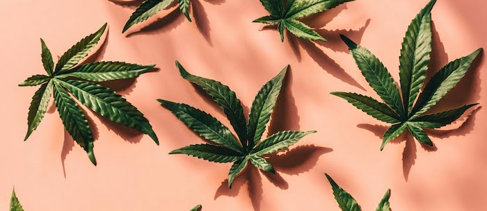 le cbd : la plante aux effets surprenants