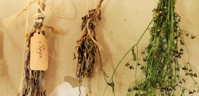 Plantes et herbes comme substituts de tabac.