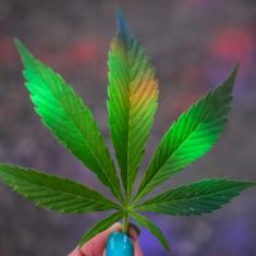 420 : journée mondiale du cannabis.