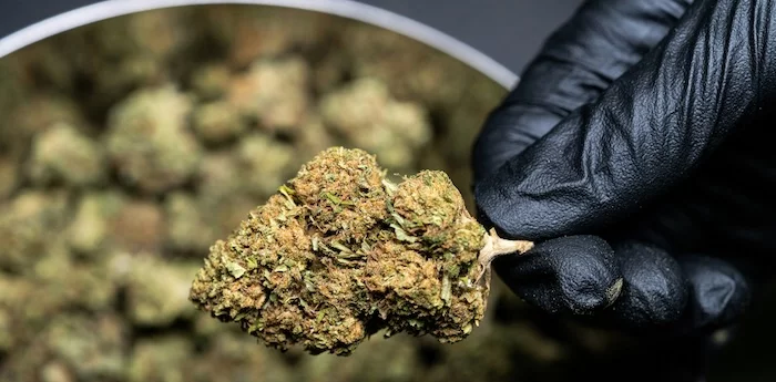 Les fleurs de CBD les plus puissantes