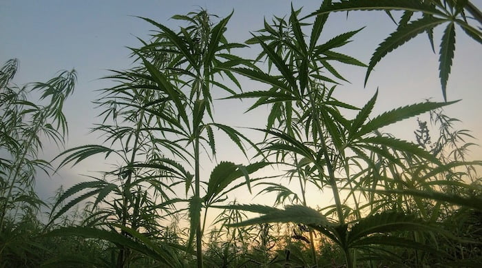 Mohammed VI gracie 4800 cultivateurs de cannabis au Maroc