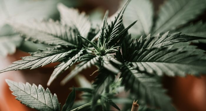 La Puff au CBD pour se relaxer en toute simplicité.